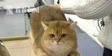 武安宠物乐园，猫咪领地
