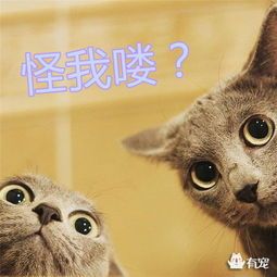 猫咪天堂岛:宠物乐园探秘