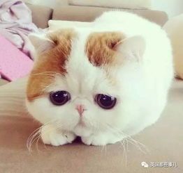“宠物乐园，猫咪秘境，邀您探秘！”