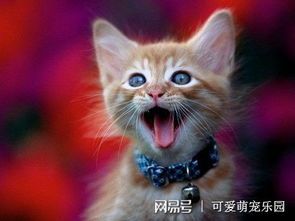 猫咪乐园,萌宠生活分享