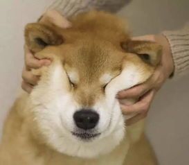 猫咪乐园,萌宠生活分享