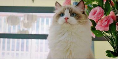 猫咪乐园,这里有哪些可爱猫咪?