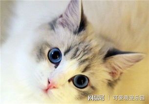 猫咪乐园,这里有哪些可爱猫咪?