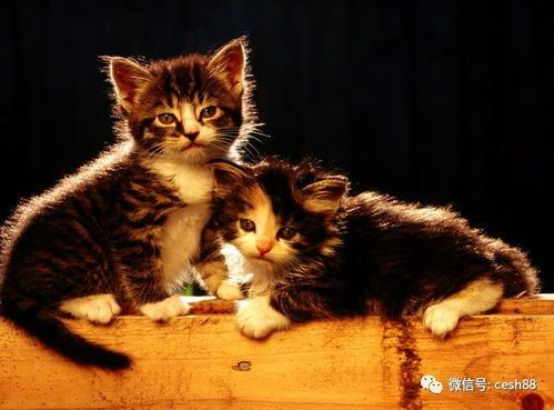 宠物乐园,欢跃小猫乐无边。