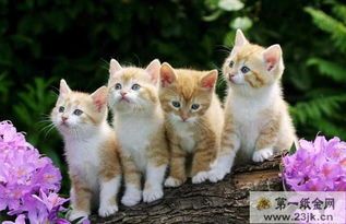 猫咪乐园,哪个公园藏着它们的家?