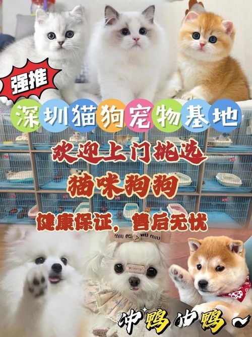 “猫咪乐园，欢乐升级，打造温馨宠物天地”
