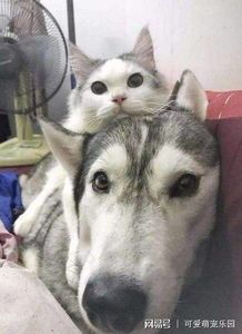 猫咪乐园,萌宠乐园,你带它来过吗?