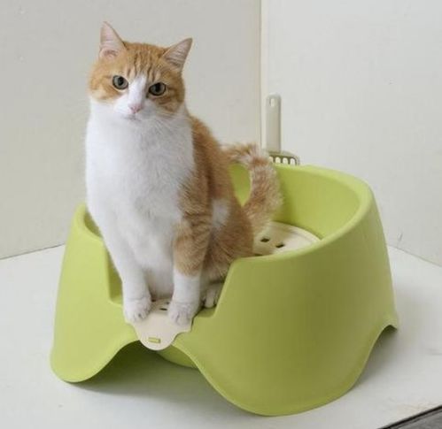 猫咪乐园的哪个品牌猫砂好用?