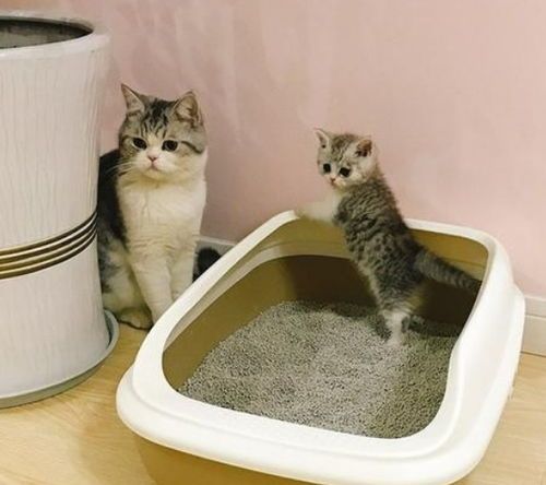 猫咪乐园的哪个品牌猫砂好用?