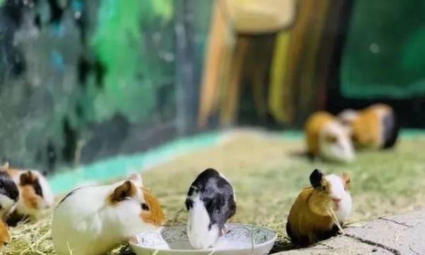萌宠乐园猫咪大冒险（探寻猫咪世界的奇妙之旅）