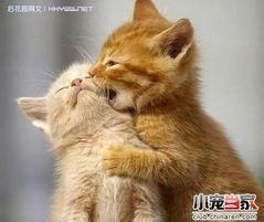 猫咪网站哪家强?带你探索宠物乐园的秘密!