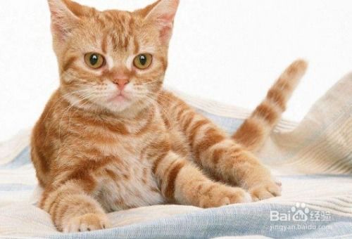 猫咪网站哪家强?带你探索宠物乐园的秘密!