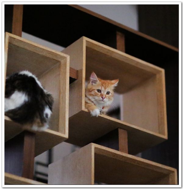 猫咪的乐园