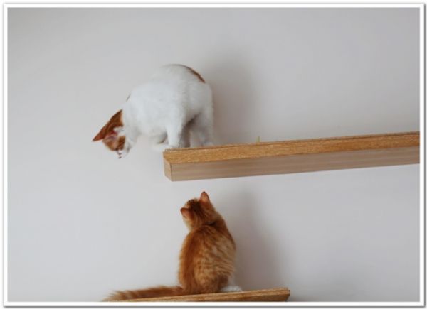 猫咪的乐园