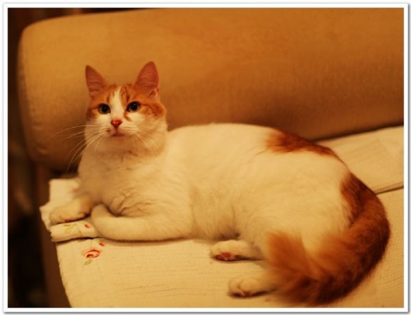 猫咪的乐园