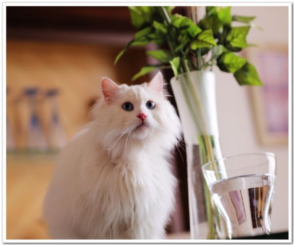 猫咪的乐园
