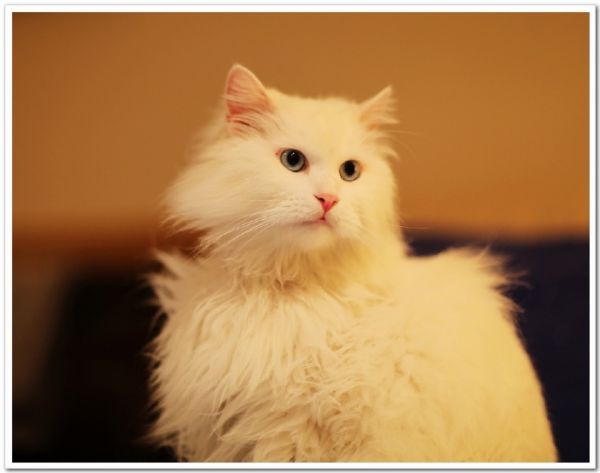 猫咪的乐园