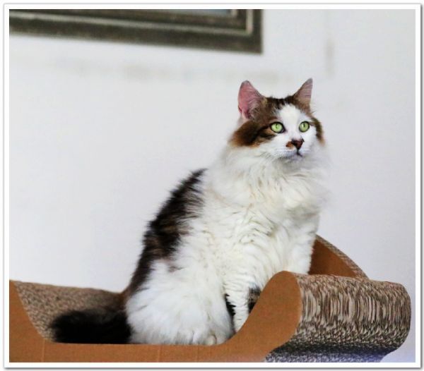 猫咪的乐园