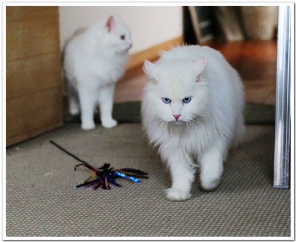 猫咪的乐园