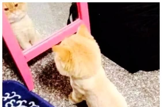 宠物美容店给猫咪剪毛，价格是多少呢？
