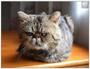 宠物美容店给猫咪剪毛，价格是多少呢？
