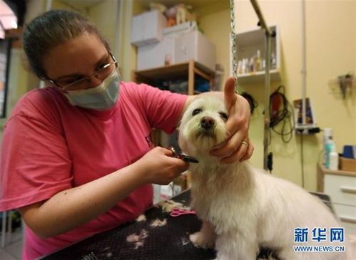 剪猫毛:宠物美容师收费多少?