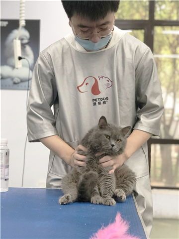 剪猫毛:宠物美容师收费多少?