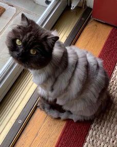 宠物美容店猫咪剪毛造型,价格是多少呢?