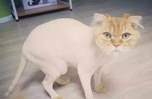 宠物美容店猫咪剪毛造型,价格是多少呢?