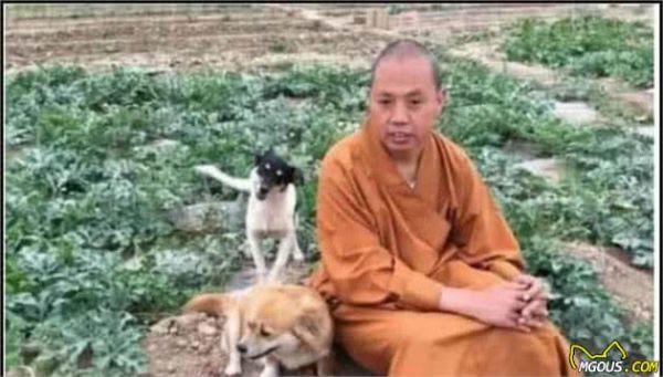 狗狗爱吃肉是天性，但从小吃素会怎样，莫非是狗狗长寿的秘诀？