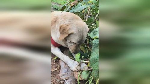 狗狗吃素吃什么?营养均衡的素食食谱有哪些?