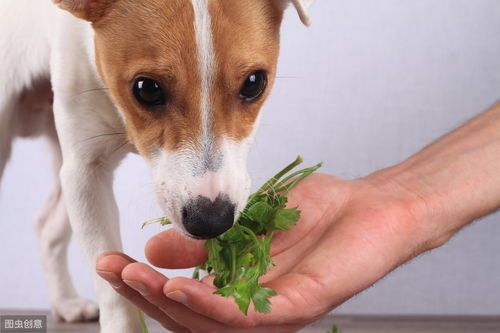 狗狗吃素吃什么?营养均衡的素食食谱有哪些?