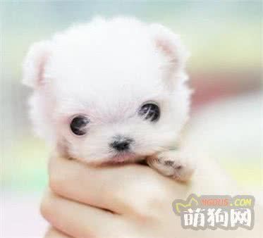 饲养宠物狗你要知道的几点小常识