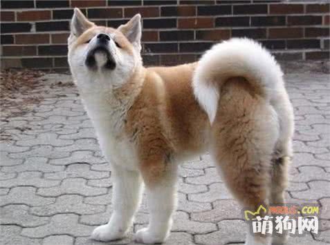 饲养宠物狗你要知道的几点小常识
