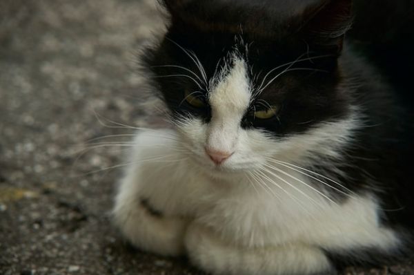 猫的品种有哪些