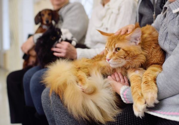 猫的品种有哪些