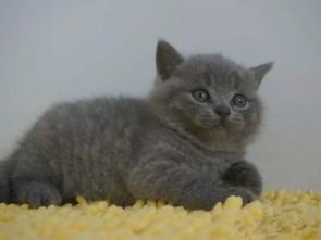 蓝猫品种繁多，世界知名宠物猫。