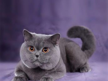 蓝猫品种繁多，世界知名宠物猫。