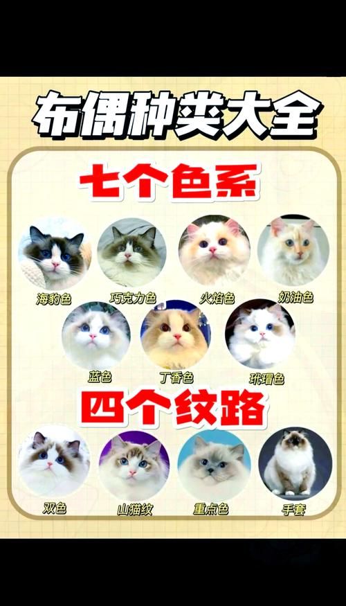 宠物猫品种排行榜前十名_宠物猫品种名字_宠物猫品种