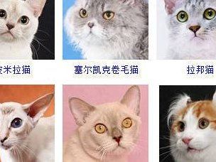 宠物猫的品种大全（宠物猫种类大全）