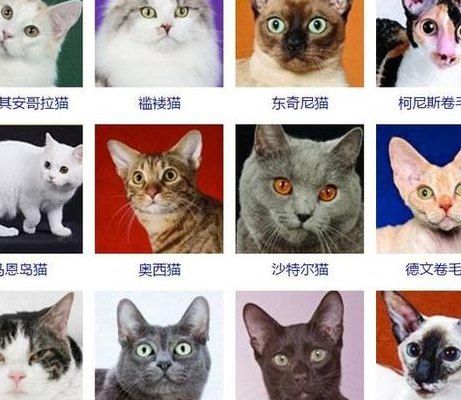 宠物猫的品种大全（宠物猫种类大全）