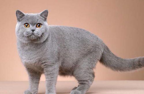 猫咪品种繁多，宠物分类多样。