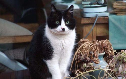 猫咪品种繁多，宠物分类多样。