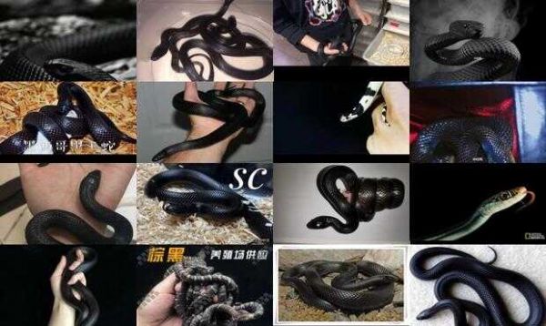 黑色宠物蛇种类