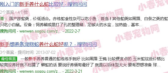 新手养蛇养什么蛇好