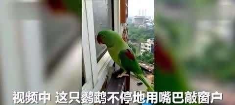 如何解决鹦鹉刺耳叫声问题（探讨如何训练鹦鹉停止刺耳叫声）