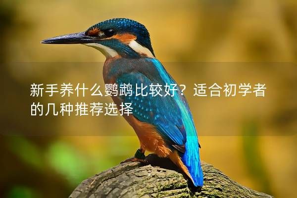 新手养什么鹦鹉比较好？适合初学者的几种推荐选择