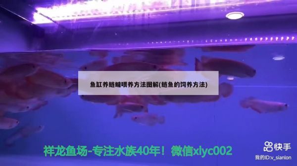 鱼缸养鲢鳙喂养方法图解(鲢鱼的饲养方法)（鱼缸养鲢鳙养鲢鳙喂养方法图解，鱼缸养鲢鳙喂养方法图解） 观赏鱼论坛 第1张