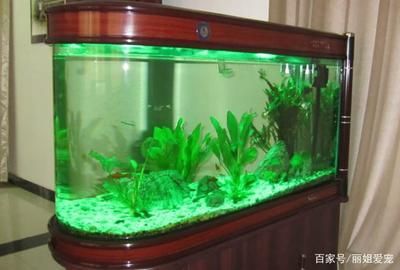 淡水鱼 鱼缸喂养数量多少：浅谈淡水鱼的喂养 鱼缸百科 第1张