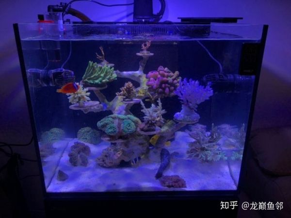 淡水鱼 鱼缸喂养数量多少：浅谈淡水鱼的喂养 鱼缸百科 第2张
